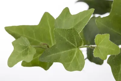 Hedera helix 'Natasja' (Klimop) klimplant - afbeelding 43
