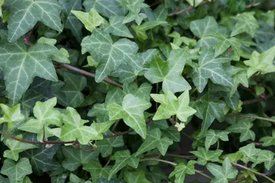 Hedera helix 'Natasja' (Klimop) klimplant - afbeelding 44