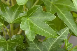 Hedera helix 'Natasja' (Klimop) klimplant - afbeelding 78