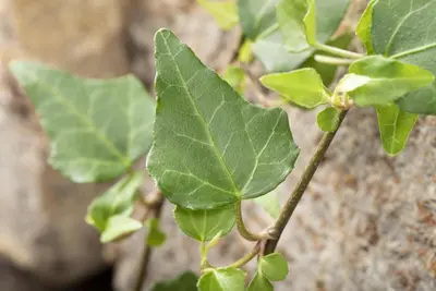 Hedera helix 'Natasja' (Klimop) klimplant - afbeelding 79