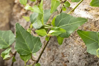 Hedera helix 'Natasja' (Klimop) klimplant - afbeelding 80