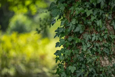 Hedera helix 'Natasja' (Klimop) klimplant - afbeelding 83