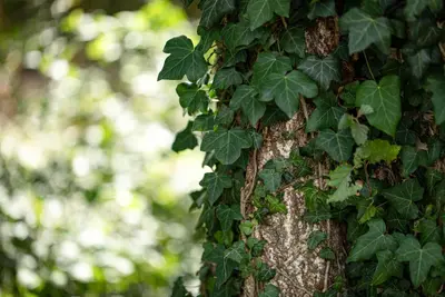 Hedera helix 'Natasja' (Klimop) klimplant - afbeelding 85
