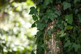 Hedera helix 'Natasja' (Klimop) klimplant - afbeelding 85