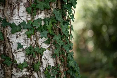 Hedera helix 'Natasja' (Klimop) klimplant - afbeelding 87
