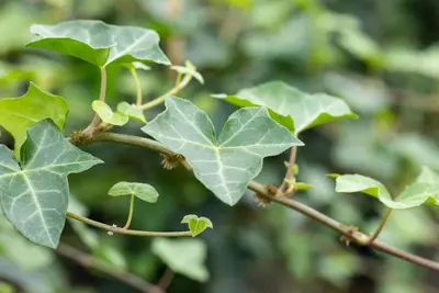 Hedera helix 'Natasja' (Klimop) klimplant - afbeelding 88