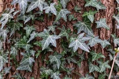Hedera helix 'Natasja' (Klimop) klimplant - afbeelding 89