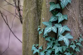 Hedera helix 'Natasja' (Klimop) klimplant - afbeelding 93