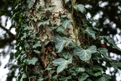 Hedera helix 'Natasja' (Klimop) klimplant - afbeelding 95