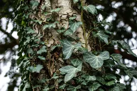 Hedera helix 'Natasja' (Klimop) klimplant - afbeelding 95
