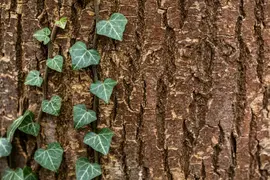 Hedera helix 'Natasja' (Klimop) klimplant - afbeelding 97