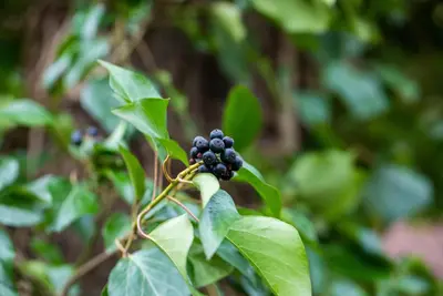 Hedera helix 'Natasja' (Klimop) klimplant - afbeelding 98