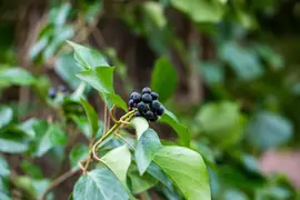 Hedera helix 'Natasja' (Klimop) klimplant - afbeelding 98