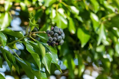 Hedera helix 'Natasja' (Klimop) klimplant - afbeelding 100