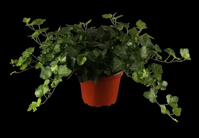 Hedera helix 'Natasja' (Klimop) klimplant - afbeelding 4