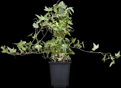 Hedera helix 'Natasja' (Klimop) klimplant - afbeelding 12