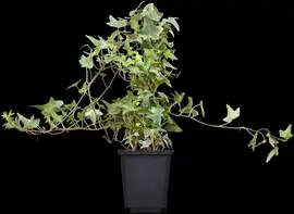 Hedera helix 'Natasja' (Klimop) klimplant - afbeelding 12