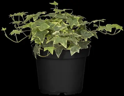 Hedera helix 'Natasja' (Klimop) klimplant - afbeelding 64