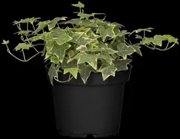 Hedera helix 'Natasja' (Klimop) klimplant - afbeelding 64