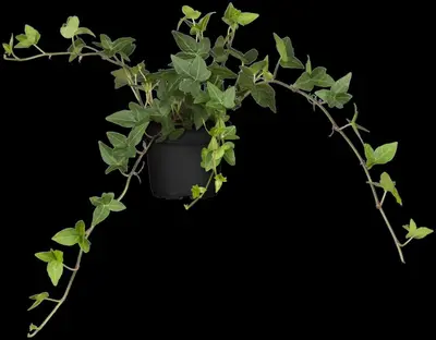 Hedera helix 'Natasja' (Klimop) klimplant - afbeelding 56