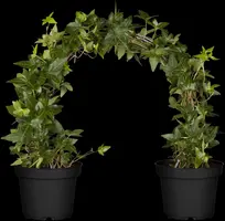 Hedera helix 'Natasja' (Klimop) klimplant - afbeelding 25