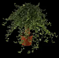 Hedera helix 'Natasja' (Klimop) klimplant - afbeelding 5