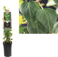 Hedera helix 'Natasja' (Klimop) klimplant - afbeelding 1