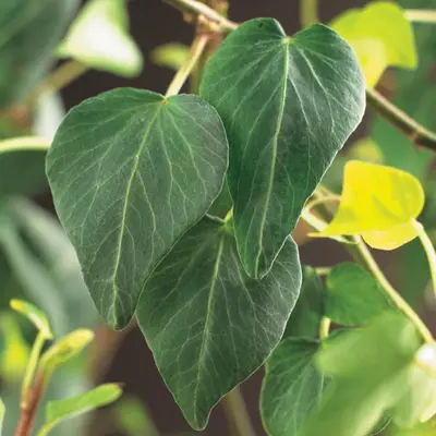 Hedera helix 'Natasja' (Klimop) klimplant - afbeelding 2