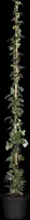 Hedera helix 'Natasja' (Klimop) klimplant - afbeelding 46