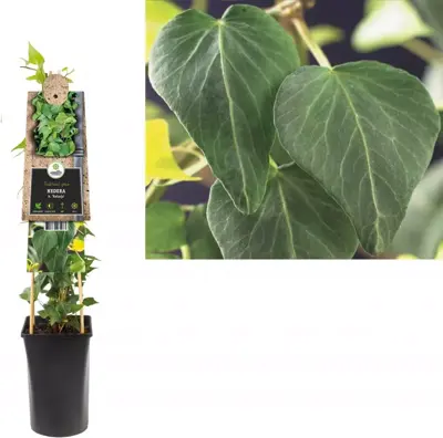 Hedera helix 'Natasja' (Klimop) klimplant 75cm - afbeelding 1