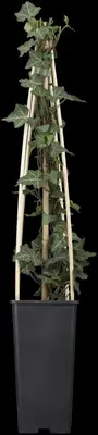 Hedera helix 'Natasja' (Klimop) klimplant - afbeelding 63