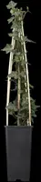 Hedera helix 'Natasja' (Klimop) klimplant - afbeelding 63