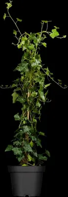Hedera helix ssp. hibernica (Klimop) - afbeelding 2
