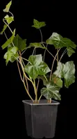 Hedera helix ssp. hibernica (Klimop) - afbeelding 3
