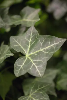 Hedera helix ssp. hibernica (Klimop) - afbeelding 4