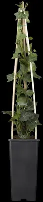 Hedera helix ssp. hibernica (Klimop) - afbeelding 9