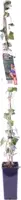 Hedera hibernica - afbeelding 1