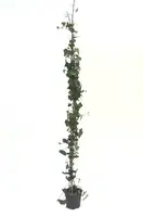 Hedera hibernica 175cm - afbeelding 1