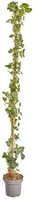 Hedera hibernica (Atlantische klimop) 180cm - afbeelding 1