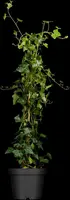 Hedera hibernica (Ierse klimop) klimplant - afbeelding 4