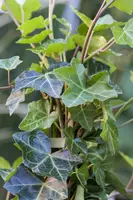 Hedera hibernica (Ierse klimop) klimplant - afbeelding 10