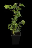 Hedera hibernica (Ierse klimop) klimplant - afbeelding 3