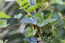Hedera hibernica (Ierse klimop) klimplant - afbeelding 9