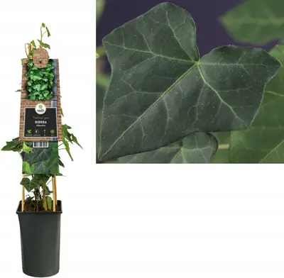 Hedera hibernica (Ierse klimop) klimplant - afbeelding 1