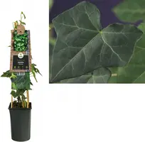 Hedera hibernica (Ierse klimop) klimplant - afbeelding 1
