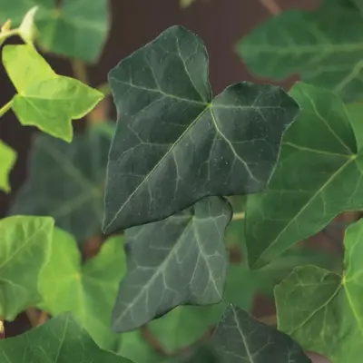 Hedera hibernica (Ierse klimop) klimplant 75cm - afbeelding 2