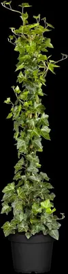 Hedera hibernica (Klimop) klimplant - afbeelding 9