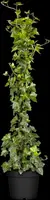 Hedera hibernica (Klimop) klimplant - afbeelding 9