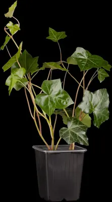 Hedera hibernica (Klimop) klimplant - afbeelding 6