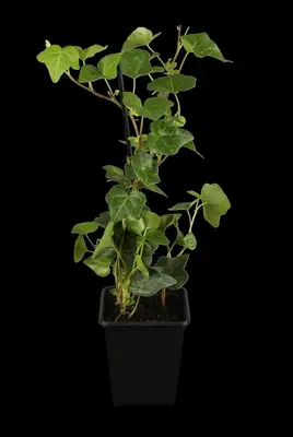 Hedera hibernica (Klimop) klimplant - afbeelding 4